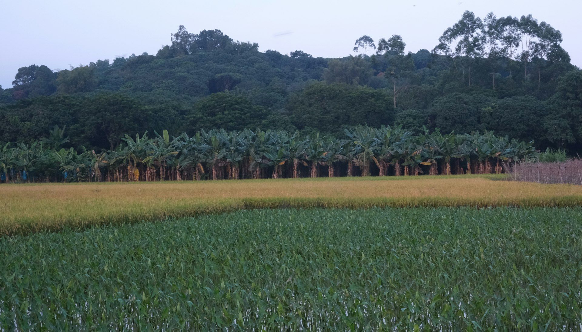 Fondo de Agro y Naturaleza